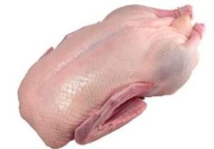 duck