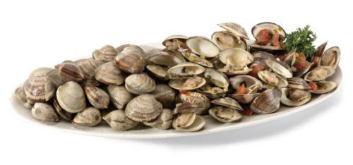 seafood_littleneckclams